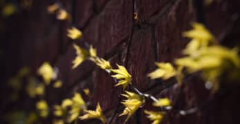 Ivy on wall Sidney Lanier