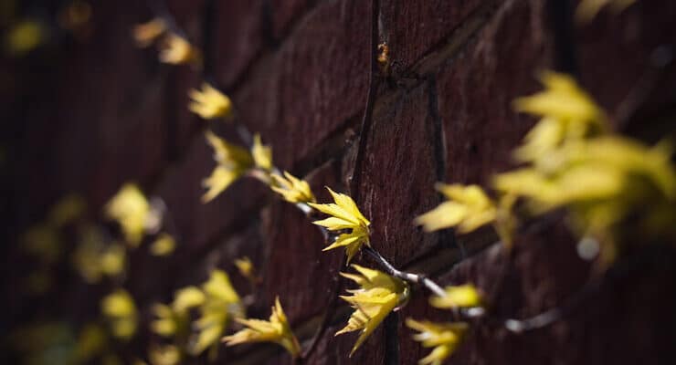 Ivy on wall Sidney Lanier