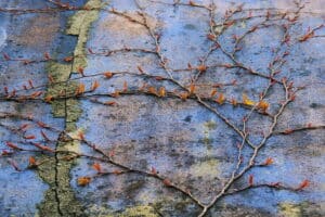 Vine on wall Orvieto Willis