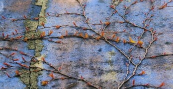 Vine on wall Orvieto Willis