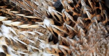 Ruffed Grouse Luterman