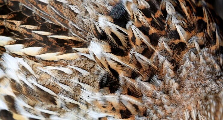 Ruffed Grouse Luterman