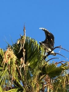 bird over palms