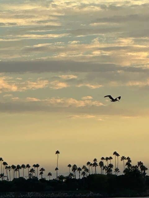 bird soaring over palms