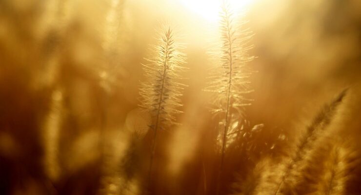 golden light seeds c'est fait par du monde poem