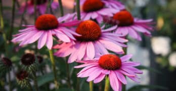 pink daisies