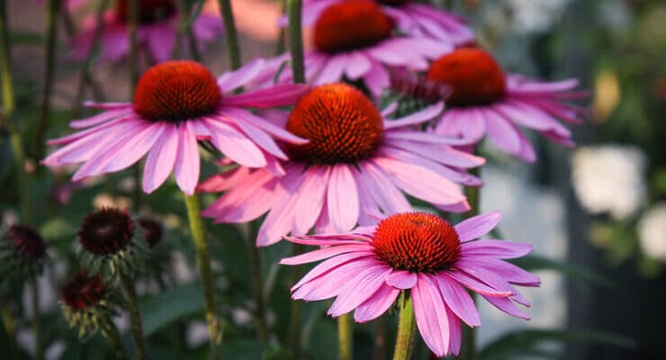 pink daisies