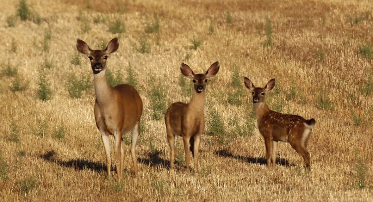 deer Amsterdam language