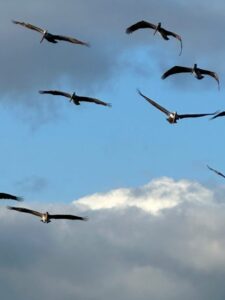 pelicans in flight