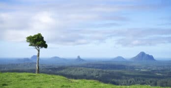 tree on plain Krause