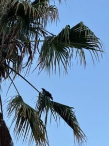 Bird in palm - Donna Hilbert