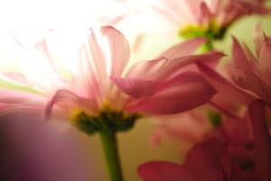 Flower in light Friedline