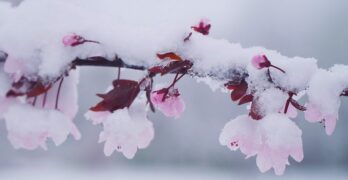 cherry blossoms in the snow daily poem quotes