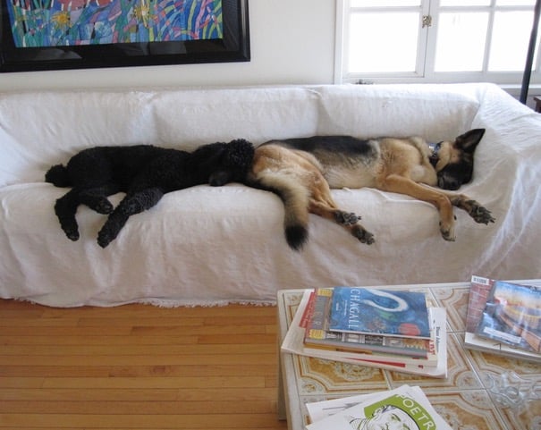 dogs on couch