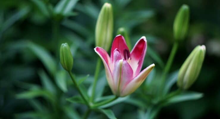 Lily opening Tooke