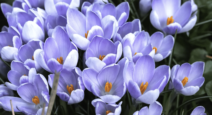 Crowd of Purple Crocuses national poetry month prompt book