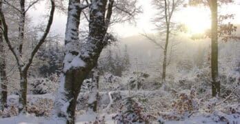 Quantocks snow Brown