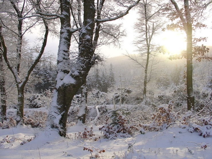 Quantocks snow Brown