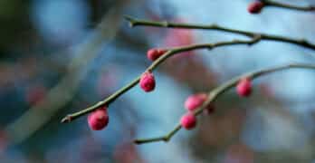 Ume blossoms Patterson