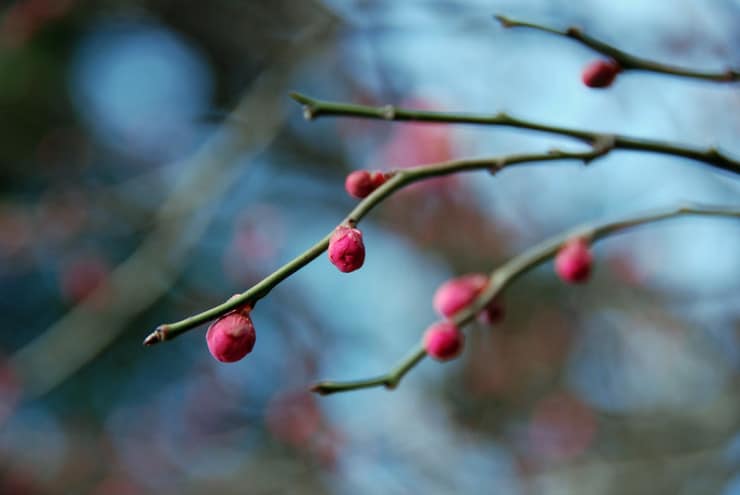 Ume blossoms Patterson