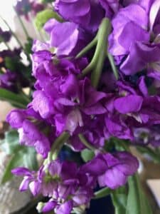 mathiola stock flower