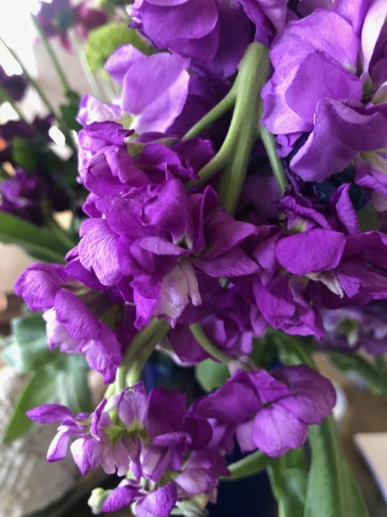 mathiola stock flower