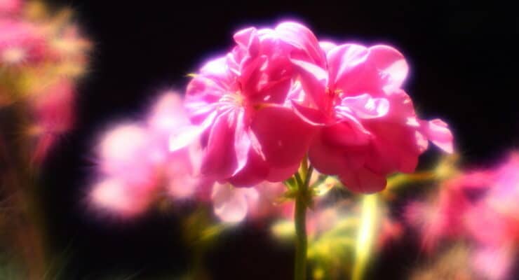 Geraniums Hunter
