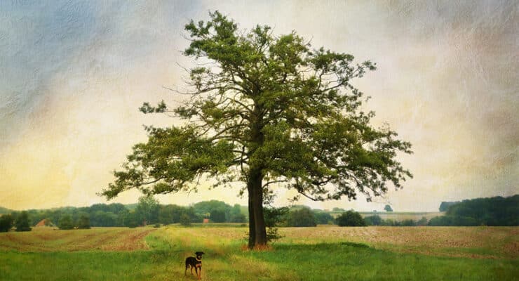 Tree and dog One Hundred Years of Solitude
