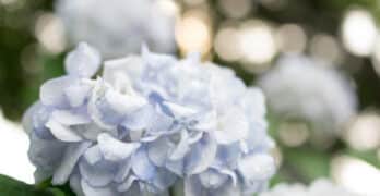 White flower Martin