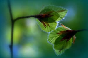 leaf buds in green light