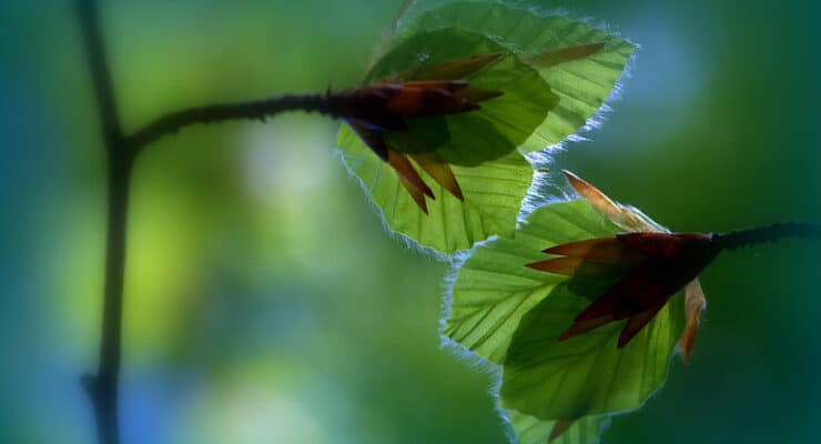 leaf buds in green light