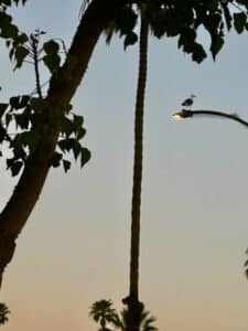 tree with rope