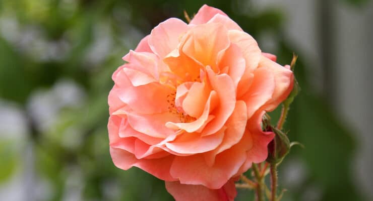 Rose Esser