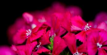 Sweet William Zarfjian