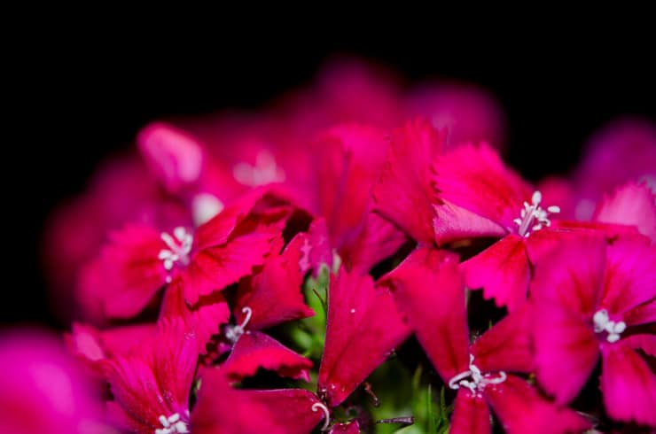Sweet William Zarfjian