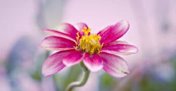 Zinnia Hudson