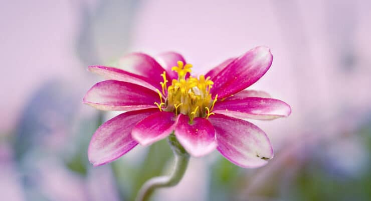 Zinnia Hudson
