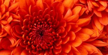 Mum Lockward Color