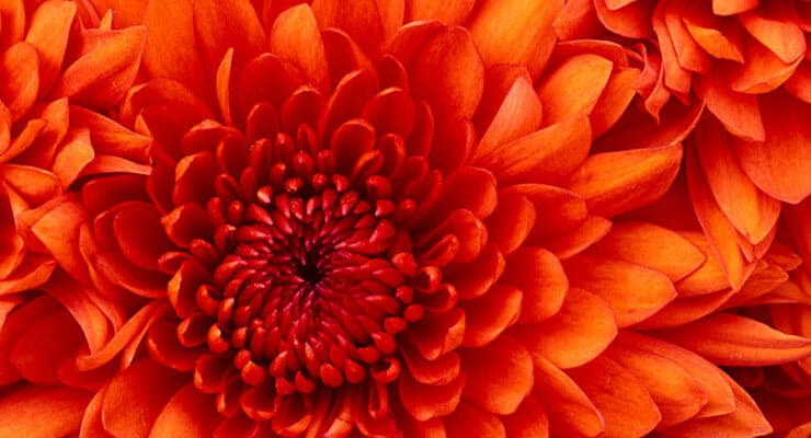 Mum Lockward Color