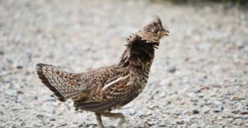Ruffled grouse Barnes