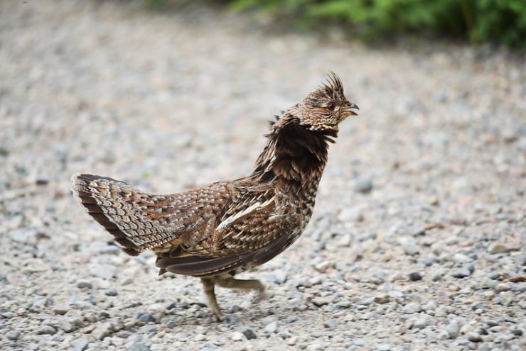 Ruffled grouse Barnes