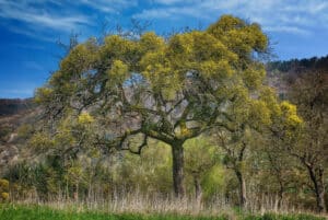 Tree in landscape Freneau