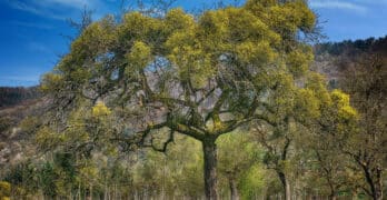 Tree in landscape Freneau
