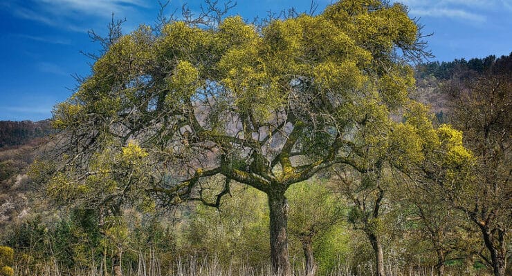 Tree in landscape Freneau