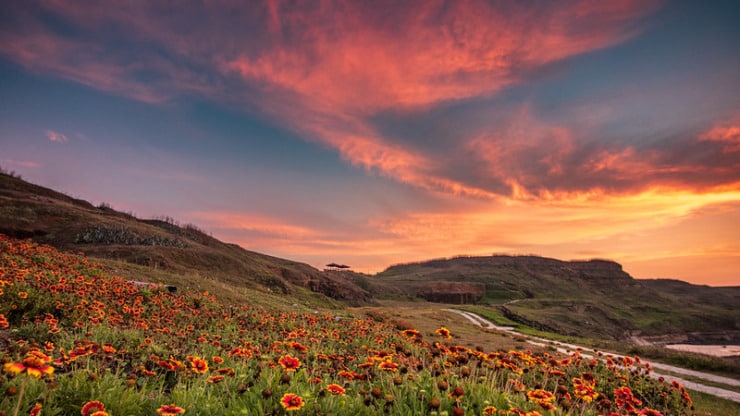 blanketflower with mountain and sunset