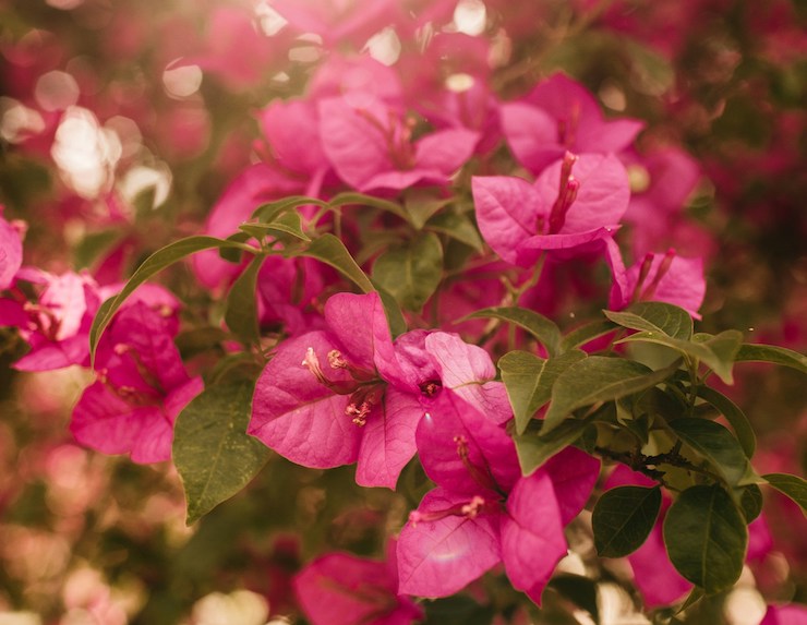 pink bougainvallea