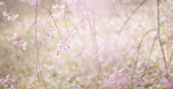 Blurry Flowers Nacker