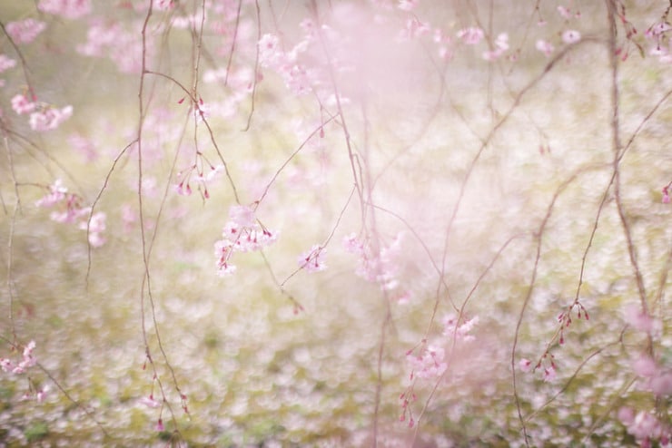 Blurry Flowers Nacker
