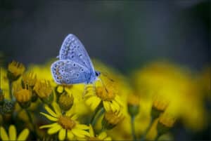 Butterfly Longfellow Nappa