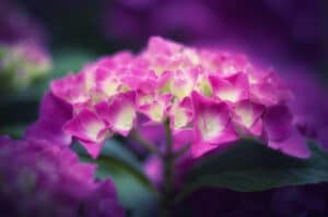 Hydrangea Hesford